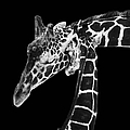 Mother and Baby Giraffe