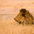 King of The Pride